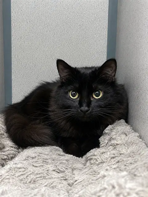 Storm - Domestic Short Hair