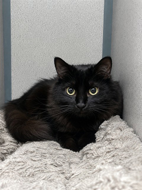 picture of the cat needing adoption