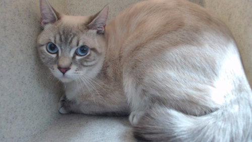 LEO