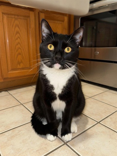 LEIA, Adult Domestic Short Hair (medium coat), cat for adoption in Agoura Hills, California