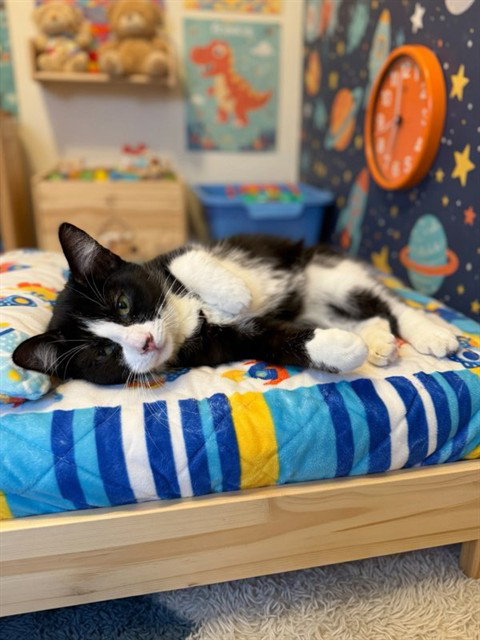 JERRY, Baby Domestic Short Hair (medium coat), cat for adoption in Agoura Hills, California