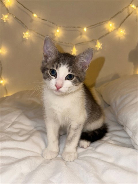 JINX, Baby Domestic Short Hair (medium coat), cat for adoption in Agoura Hills, California