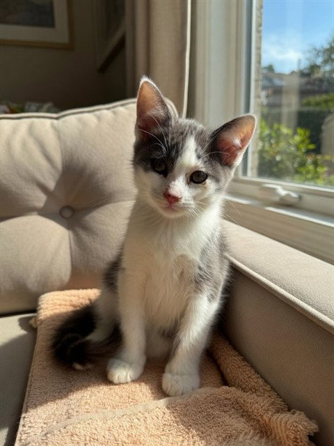 MARCO, Baby Domestic Short Hair (medium coat), cat for adoption in Agoura Hills, California