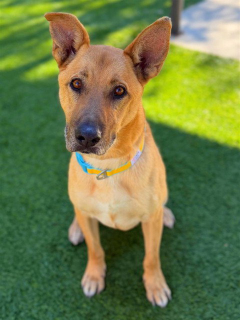 CHULA, an adoptable German Shepherd Dog in Agoura, CA