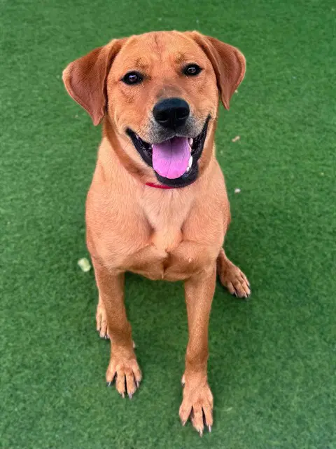 Myra - Labrador Retriever