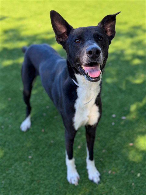 JOJO, an adoptable Australian Shepherd in Agoura, CA