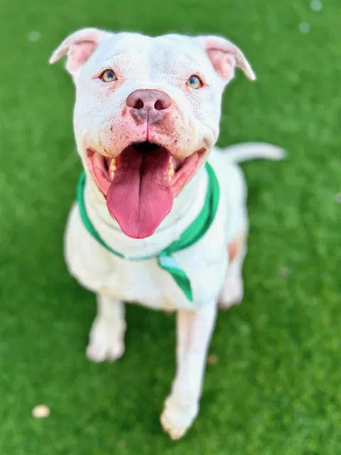 Amber - Pit Bull Terrier