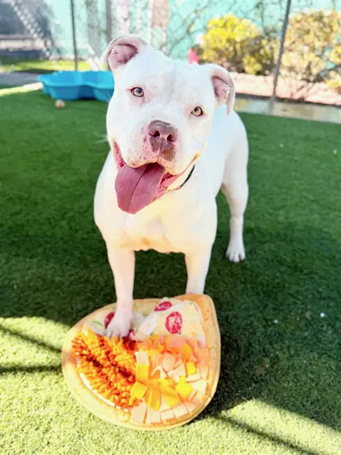 Amber - Pit Bull Terrier