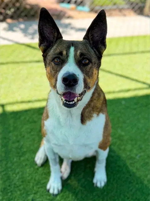 Ezra - German Shepherd Dog