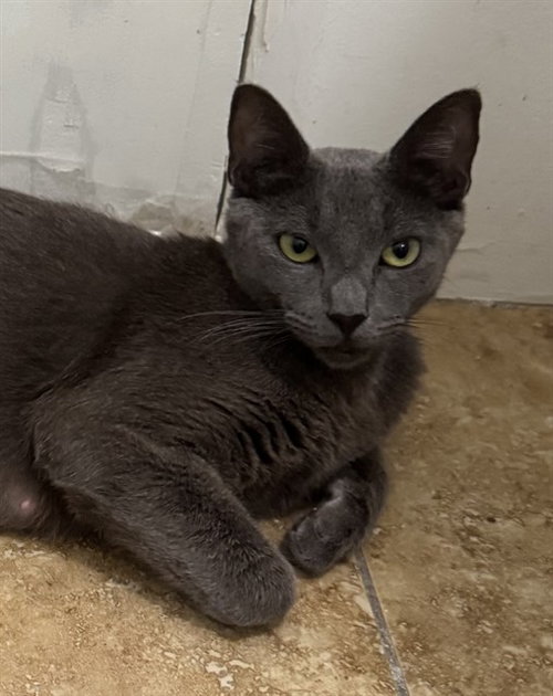 ANASTASIA, Adult Domestic Short Hair (medium coat), cat for adoption in San Buenaventura (Ventura), California