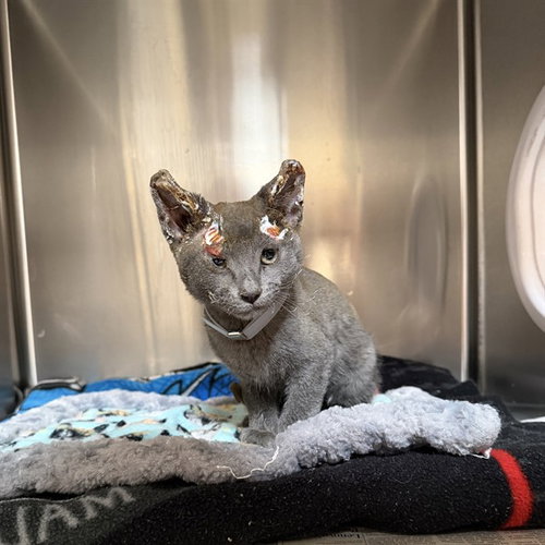 MAVERICK, an adoptable Domestic Short Hair in Agoura, CA