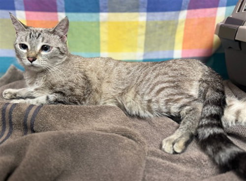 MINI, an adoptable Domestic Short Hair in Agoura, CA