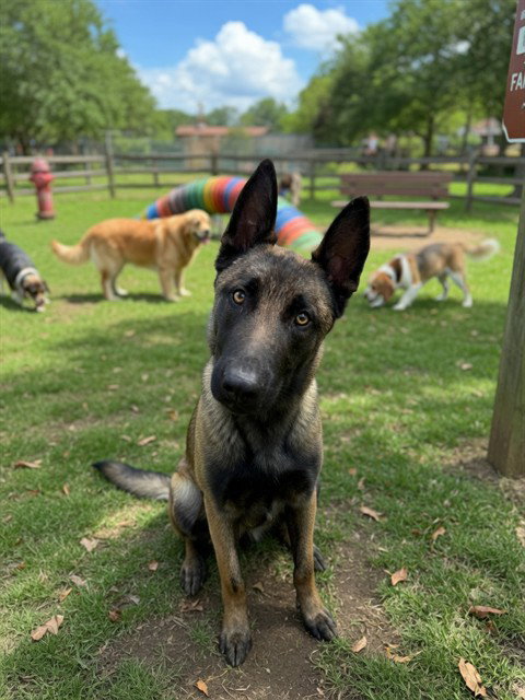 OAKLEY, an adoptable Belgian Shepherd Malinois in Agoura, CA