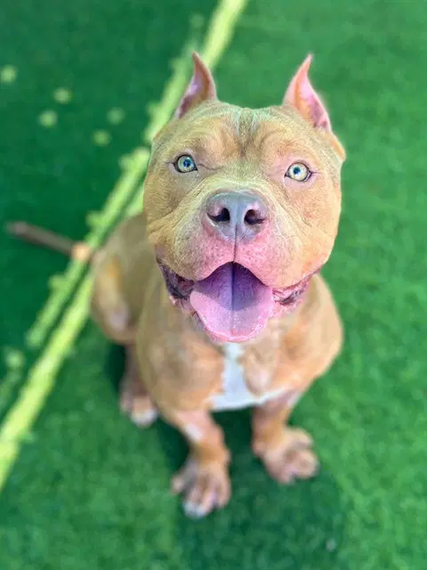 Slim - Pit Bull Terrier