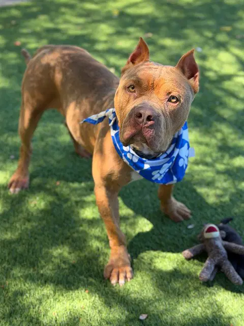 Slim - Pit Bull Terrier