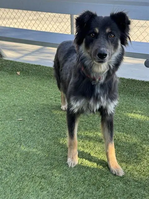 Mama Bear - German Shepherd Dog