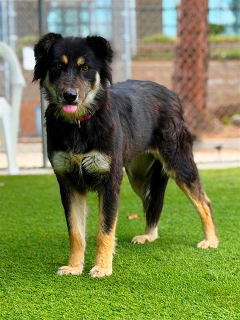 picture of the dog needing adoption