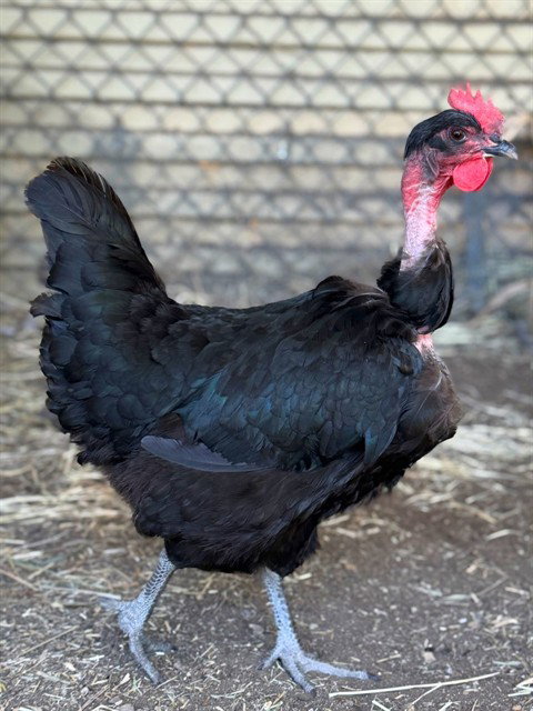 Vulture