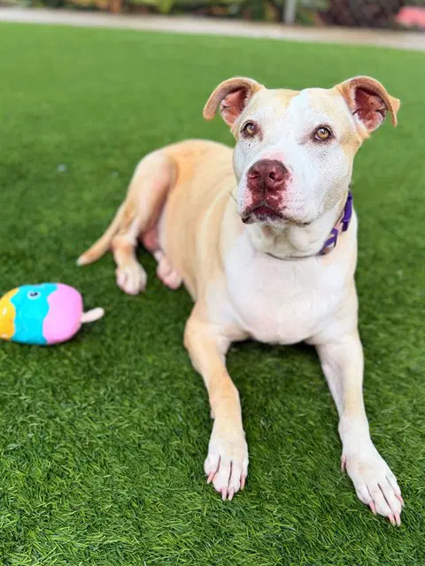 Roxy - Pit Bull Terrier