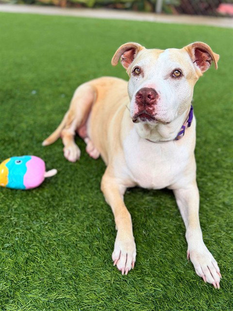 picture of the dog needing adoption