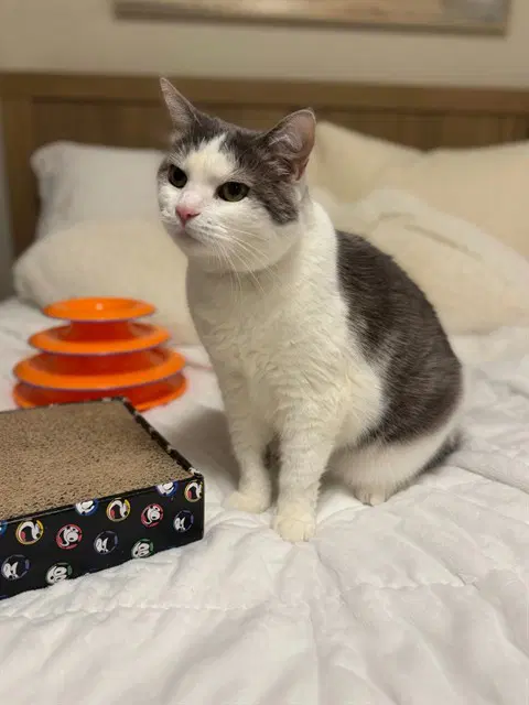 Acer - Domestic Short Hair