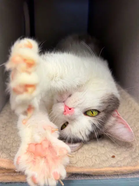 Acer - Domestic Short Hair