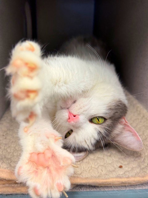 picture of the cat needing adoption