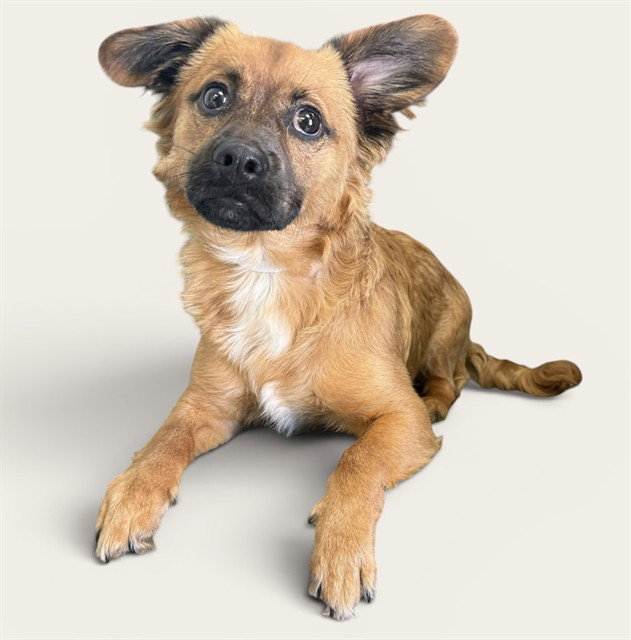 CHICO