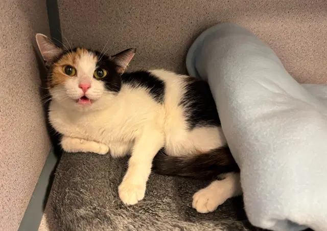 Kali - Domestic Short Hair