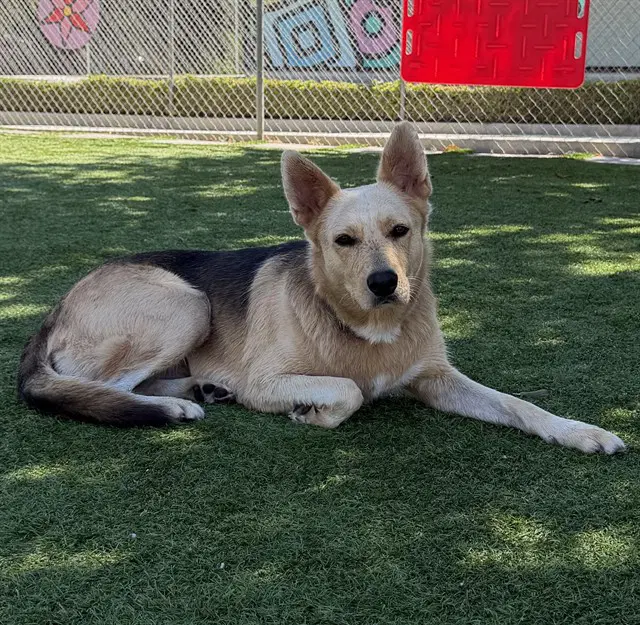 Ethel - German Shepherd Dog