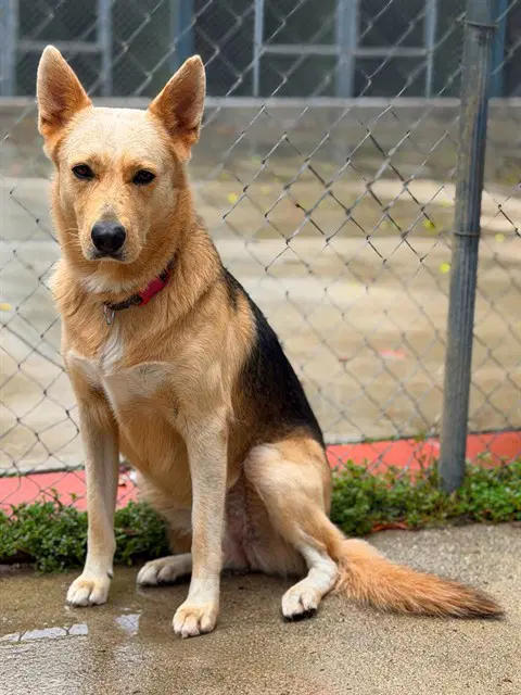 Ethel - German Shepherd Dog