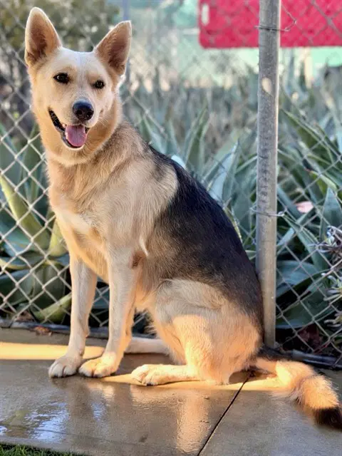 Ethel - German Shepherd Dog