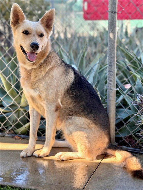 Ethel, German Shepherd Dog / Mixed (medium coat)