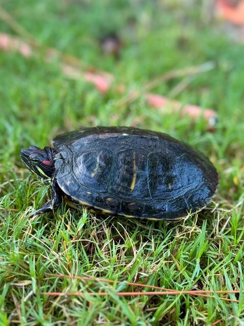 DONATELLO