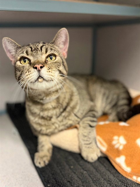 TOM, a cat for adoption from Los Angeles County Animal Control - Agoura