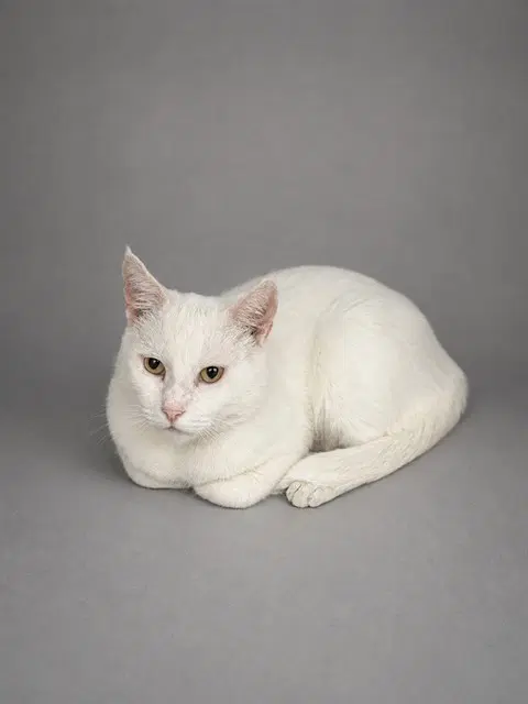 Theo - Domestic Short Hair