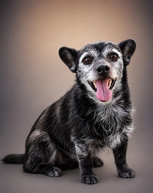 Pierre Curie - Terrier