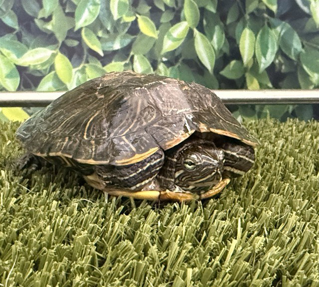 RAPHAEL