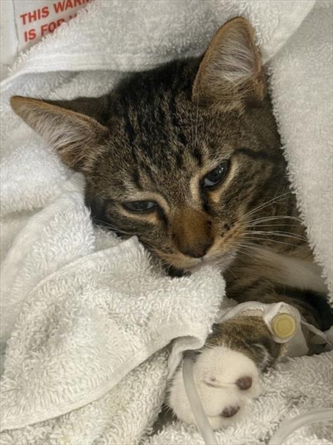 CATRICK SWAYZE Image