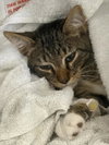 CATRICK SWAYZE - Photo 1