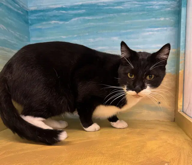 Tux - Domestic Short Hair