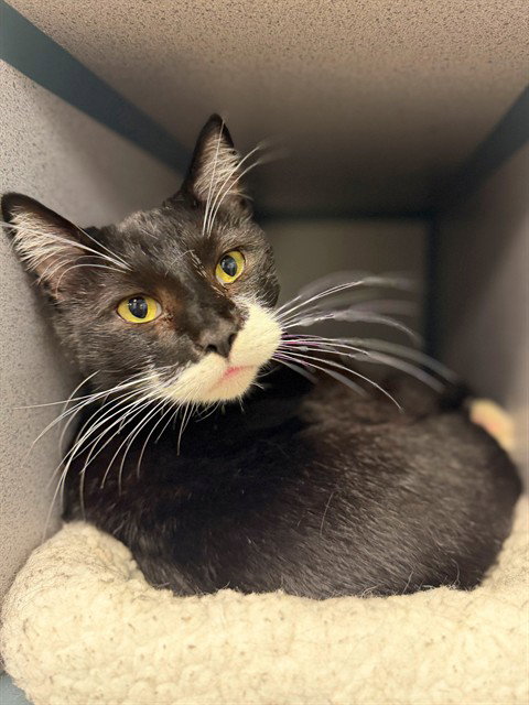 picture of the cat needing adoption