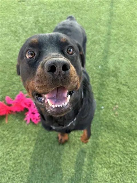 Bo - Rottweiler
