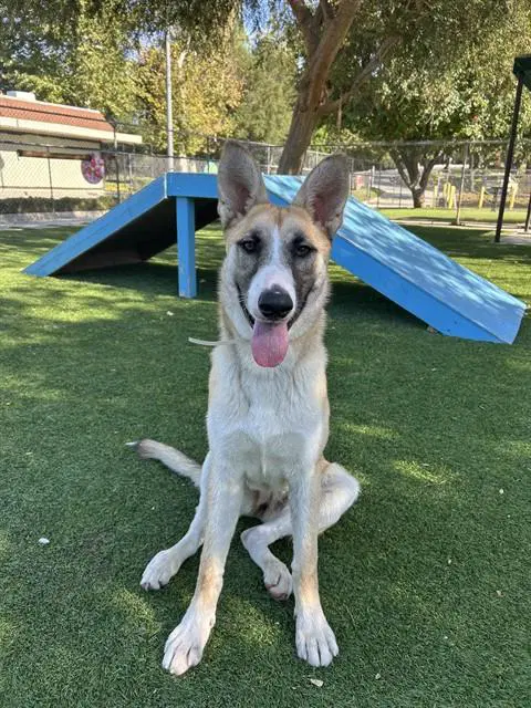 Nora - German Shepherd Dog