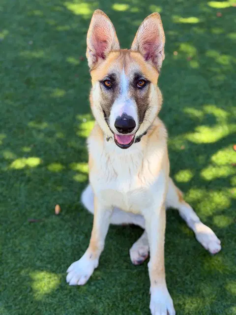 Nora - German Shepherd Dog