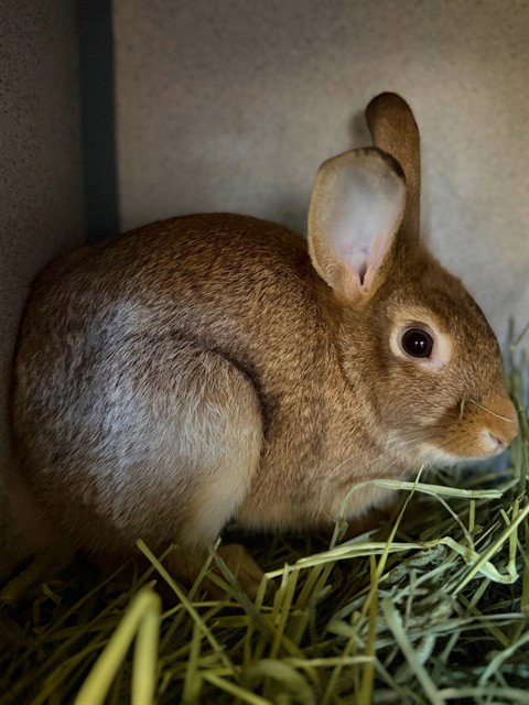 JUDY HOPPS, a rabbit for adoption from Los Angeles County Animal Control - Agoura