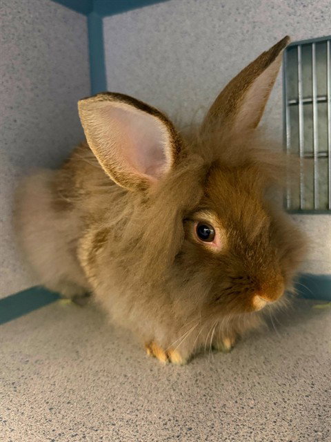 OBI BUN KENOBI, a rabbit for adoption from Los Angeles County Animal Control - Agoura