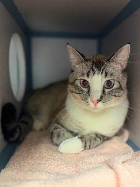 Habanero - Domestic Short Hair