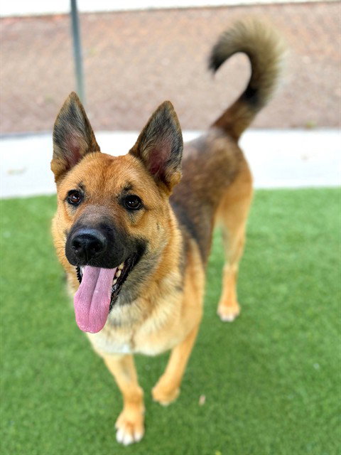 picture of the dog needing adoption