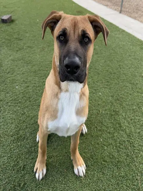 Thornton - German Shepherd Dog
